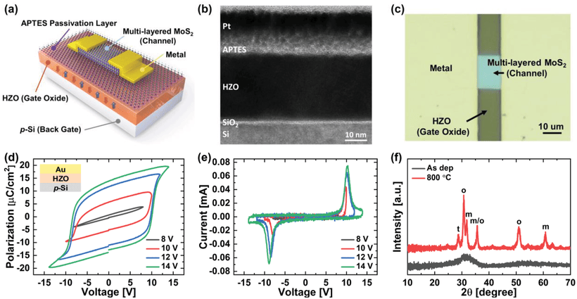 Cross-section and polarization hysteresis of a 2D-channel HZO ferroelectric FeFET memory device